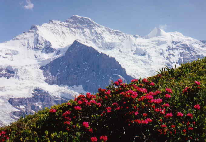 スイス 山と花の写真館1 もみの木山荘オーナーの写真館